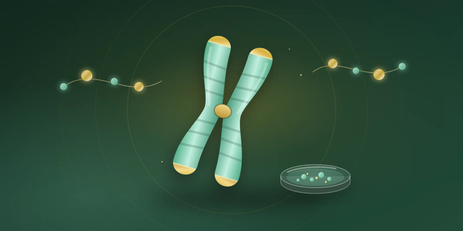 Mint glass chromosome with glowing gold telomere caps at each arm tip, beside a small glass petri dish of mint cells and a gold and mint amino-acid bead chain