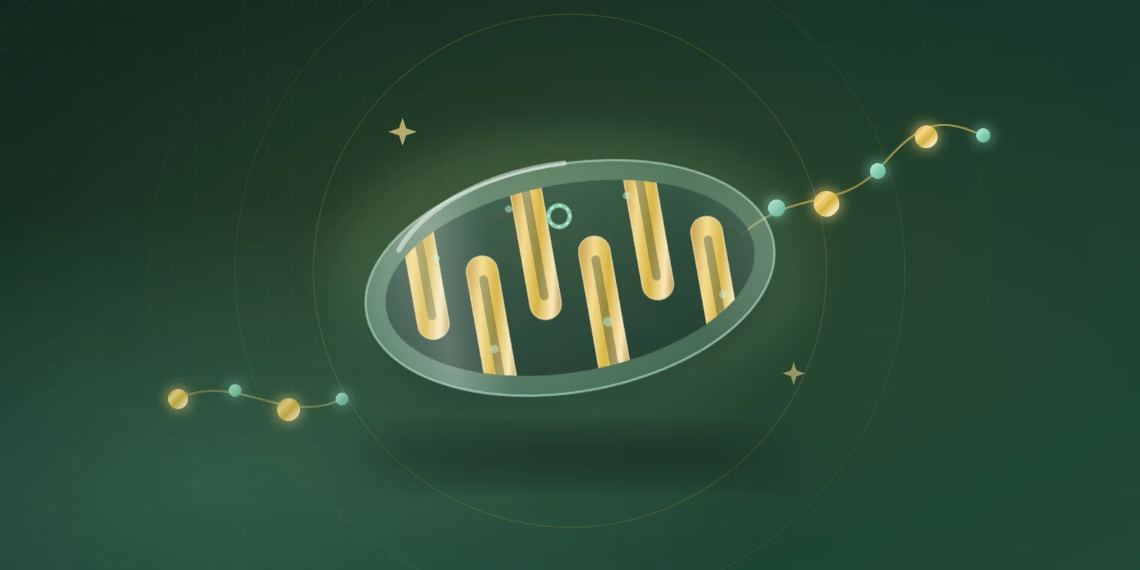 A glowing glass mitochondrion with gold inner folds at the center of a deep green scene, a small circular strand of mitochondrial DNA and a gold and mint amino-acid bead chain orbiting it